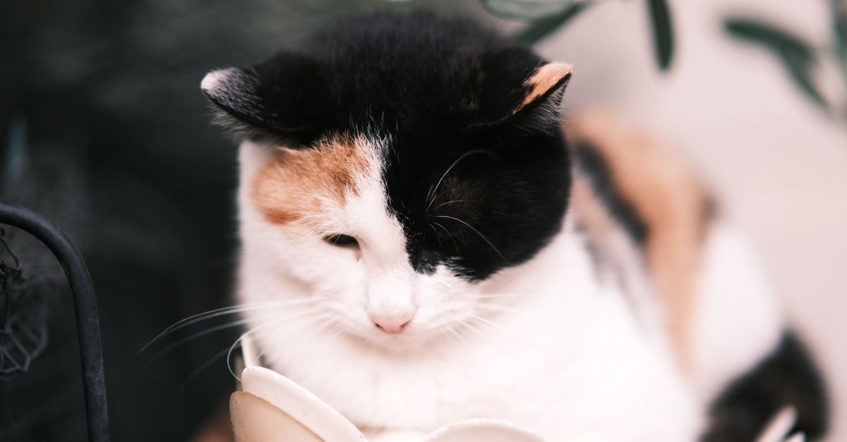 How to Choose the Best Pet-Friendly Gardening Plants