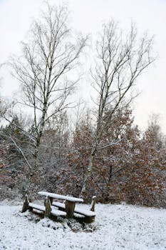 Peaceful snow-covered bench amid winter forest with bare trees.
