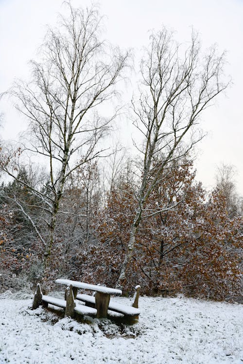 Free Peaceful snow-covered bench amid winter forest with bare trees. Stock Photo