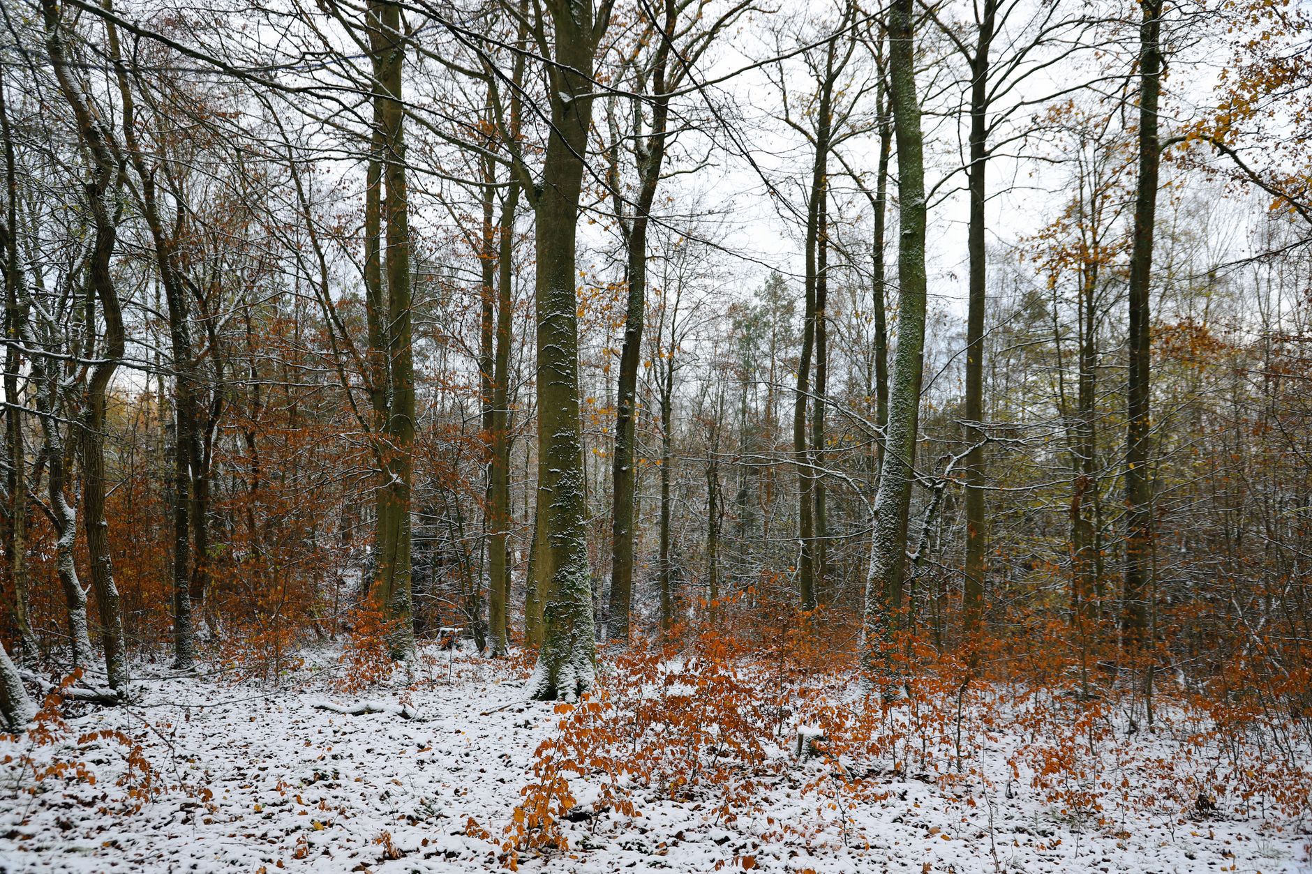 A tranquil winter forest scene with light snow and autumnal colors. — free online jigsaw puzzle on JigsawPuzzlesFreeOnline.org