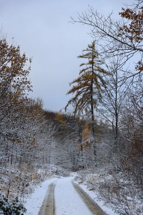 Free A tranquil snowy forest path with bare trees under a grey winter sky. Stock Photo