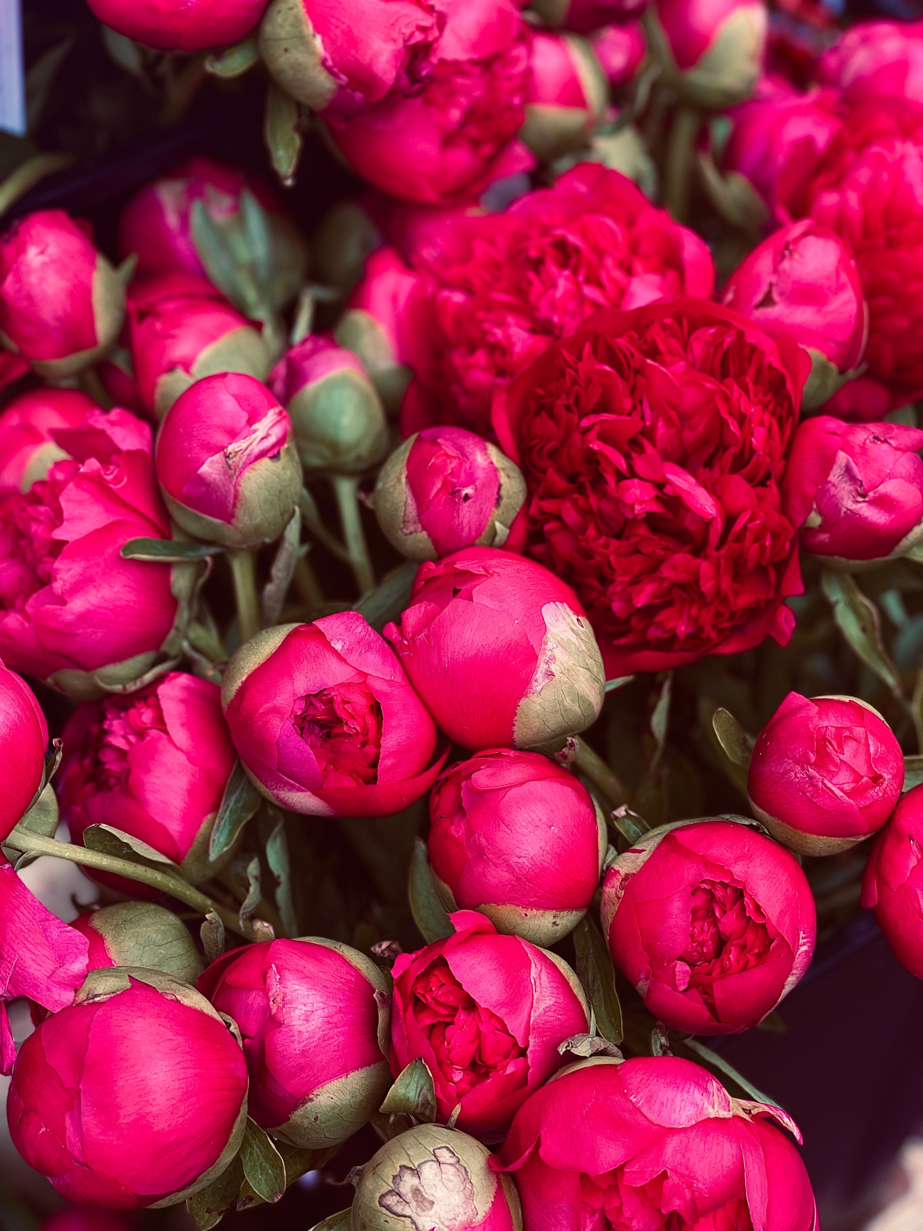 Vibrant Pink Peonies in Bloom Close-Up · Free Stock Photo
