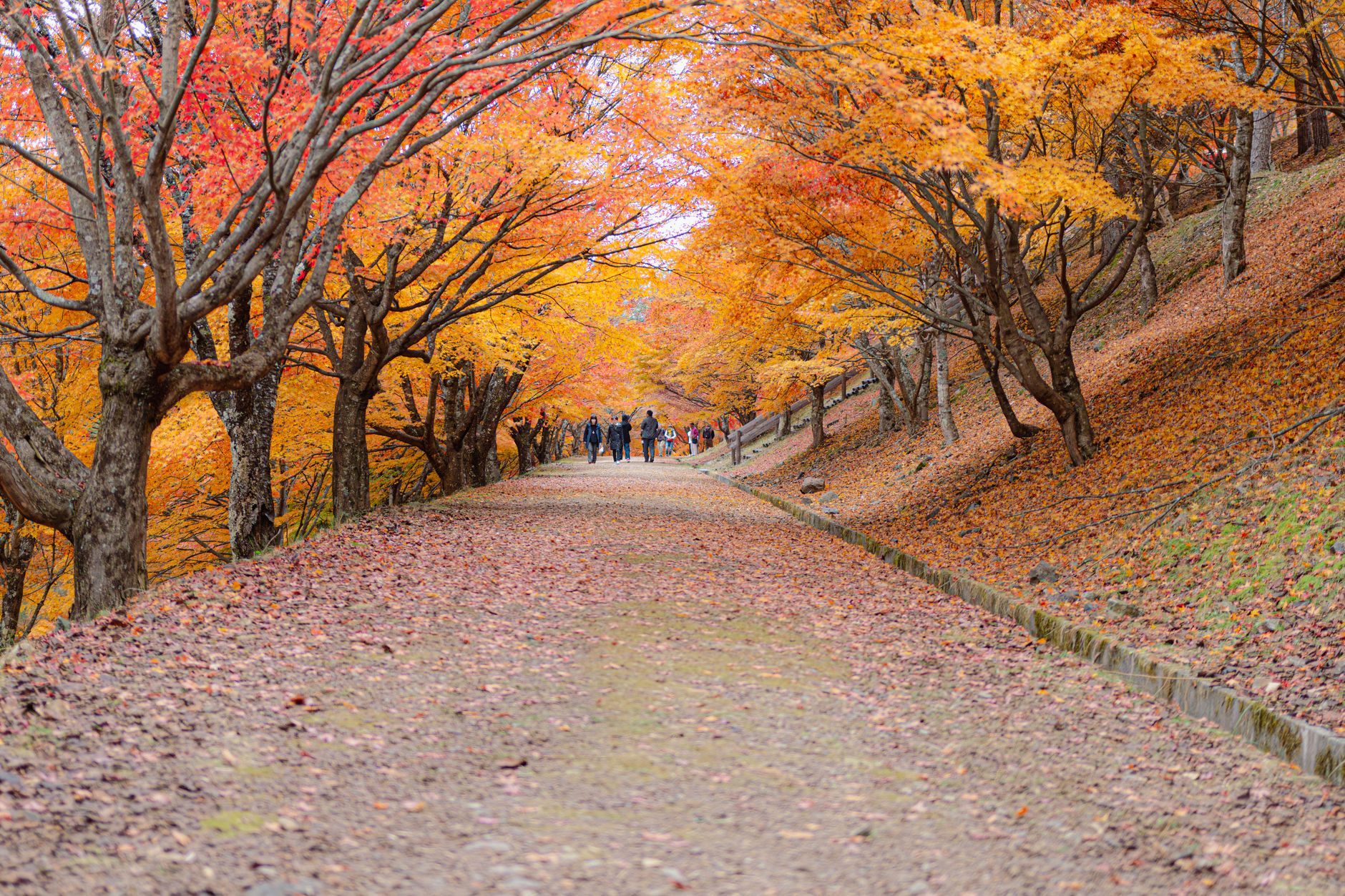 Path through vibrant autumn foliage with people enjoying a scenic walk.