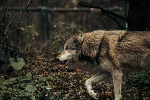 A captivating close-up of a gray wolf navigating through a lush forest environment.