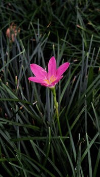 Vibrant pink Zephyranthes flower in lush green grass, symbolizing beauty and growth.