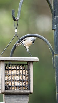 Tufted Titmouse perched on a bird feeder, perfect for nature enthusiasts.