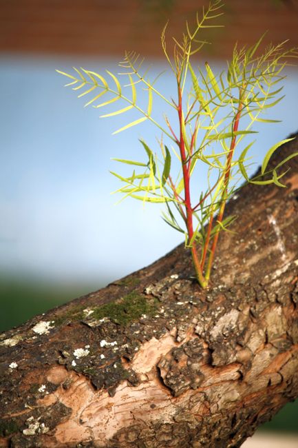 Fotomural Un nuevo y vibrante crecimiento emerge del tronco de un árbol cubierto de musgo en Guaratuba, Brasil.
