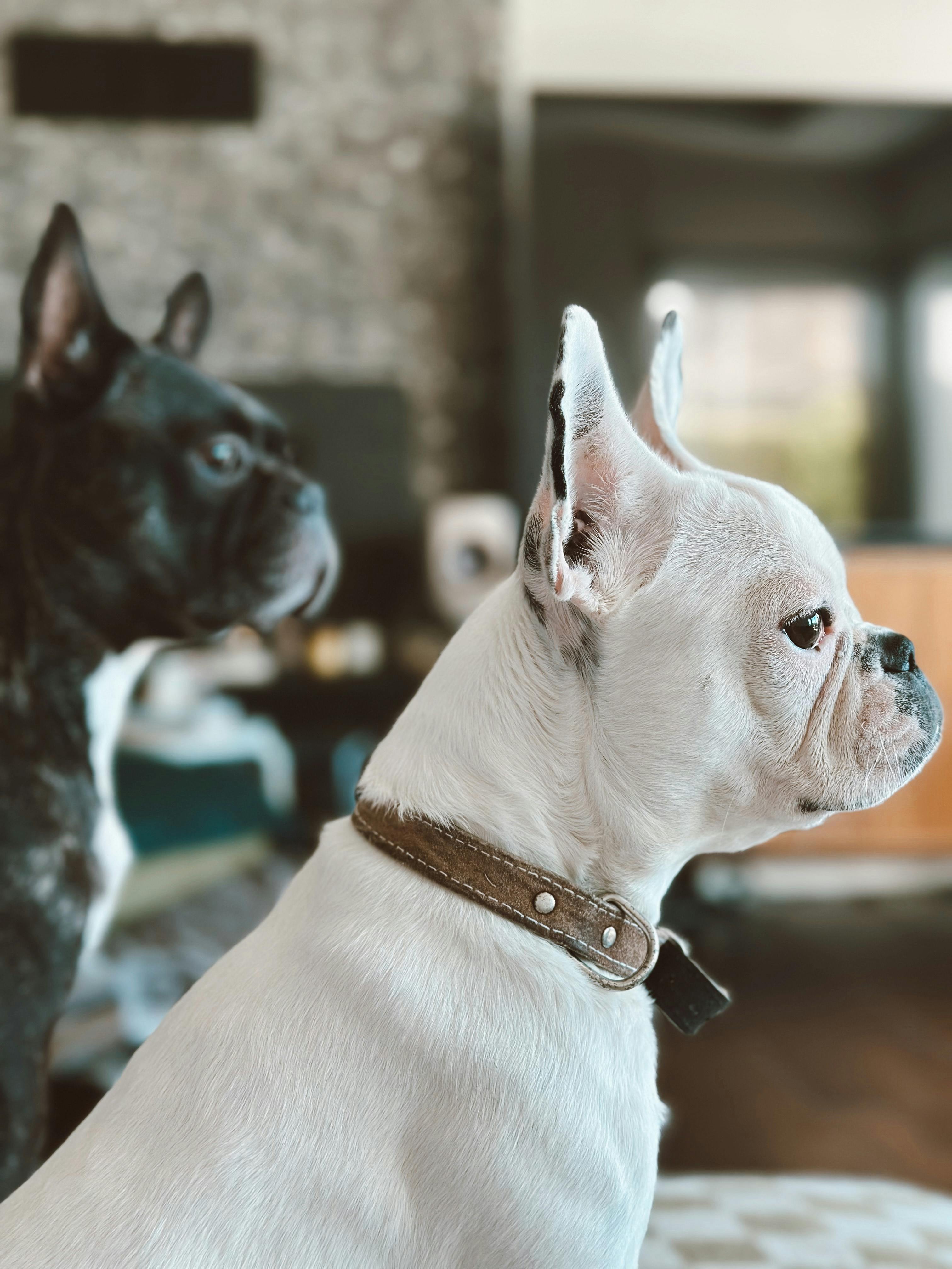 French Bulldog breeding pair