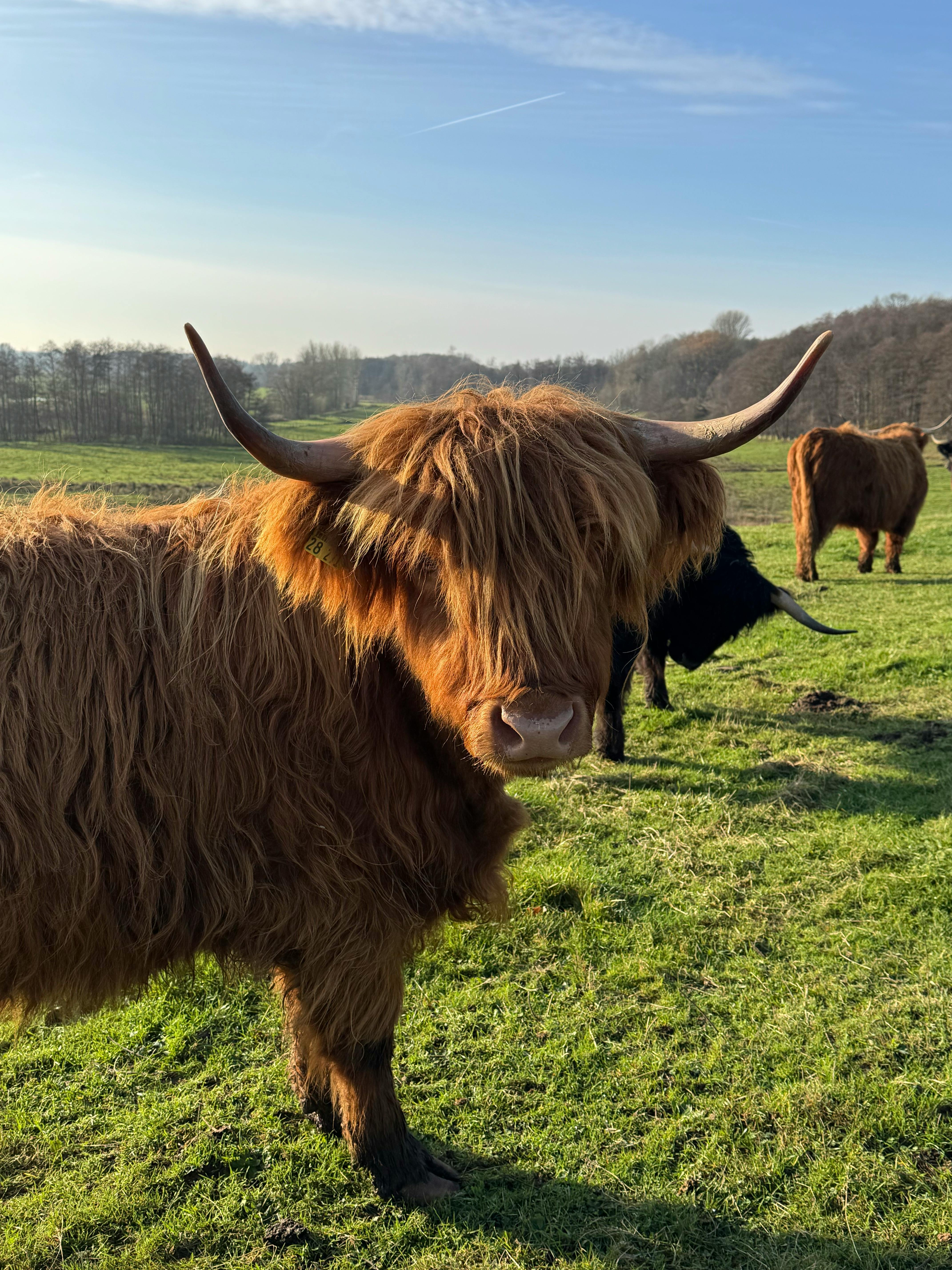 grátis Foto profissional grátis de agricultura, animais selvagens, animal Foto profissional