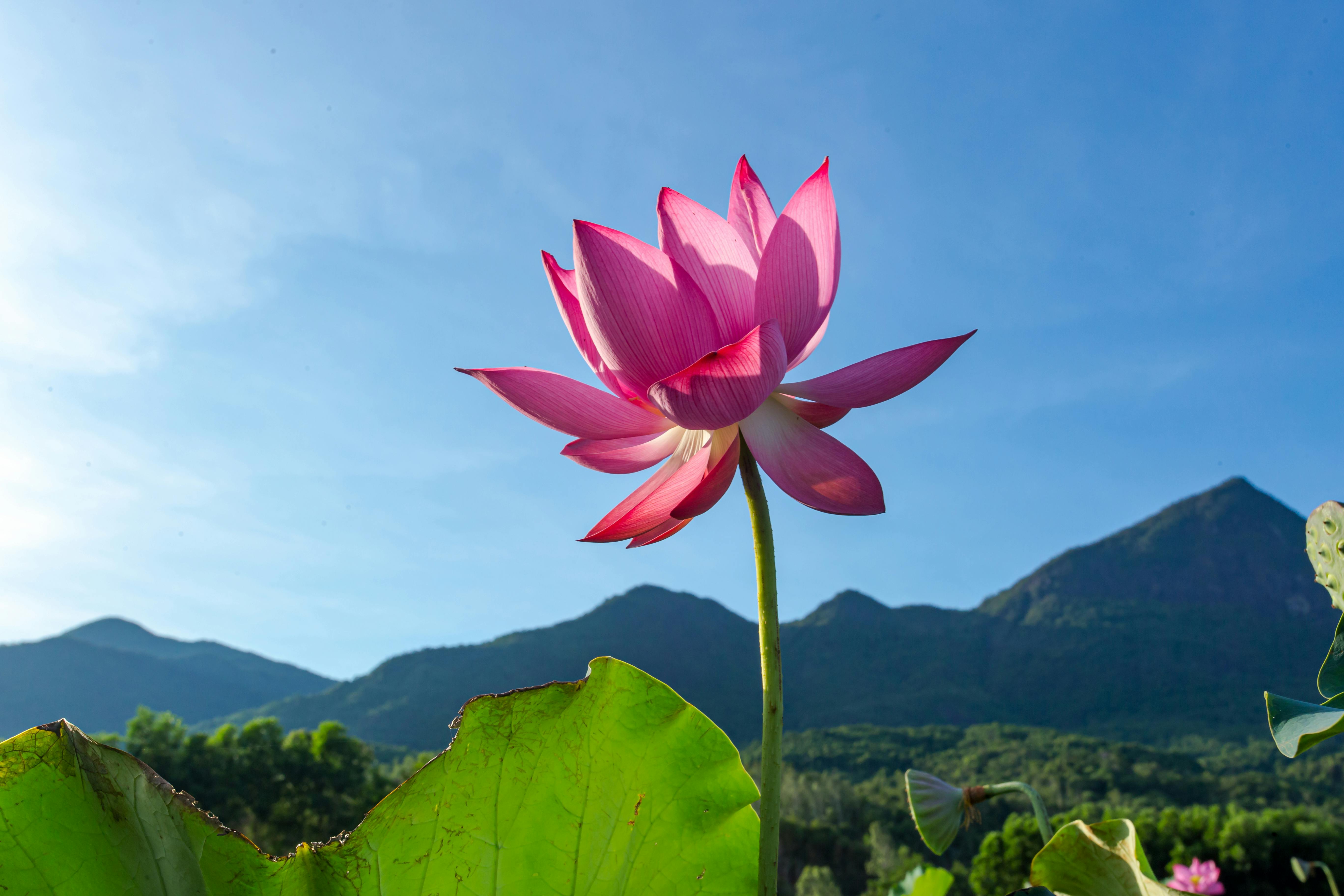 Image Võ Hoài Nam image beautiful image beautiful image beautiful image beautiful image beautiful image beautiful image beautiful - Lotus · Free Stock Photo