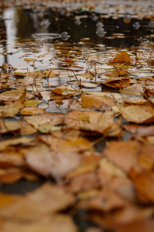 Free Wet autumn leaves in a reflective puddle on a rainy day. Stock Photo