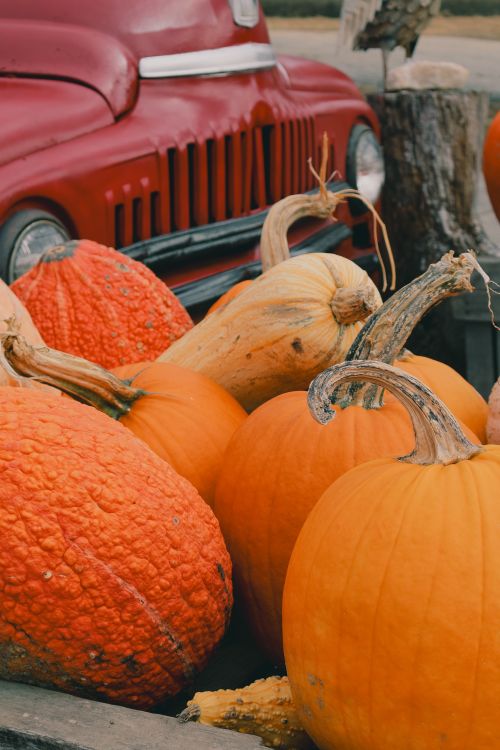 Free Farm pumpkins Stock Photo