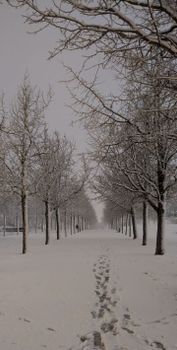 A serene winter scene of a tree-lined path covered in snow with visible footprints.