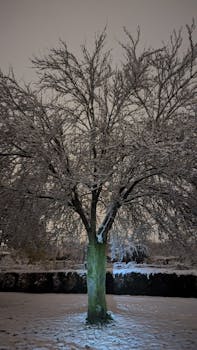 A solitary tree covered in snow illuminated at night, set in a serene winter landscape.
