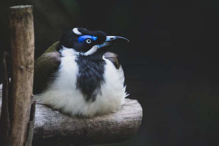 White Nad Black Bird