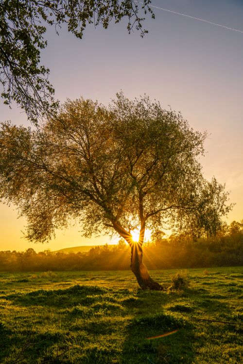 Serene Autumn Landscape with Trees at Sunset · Free Stock Photo