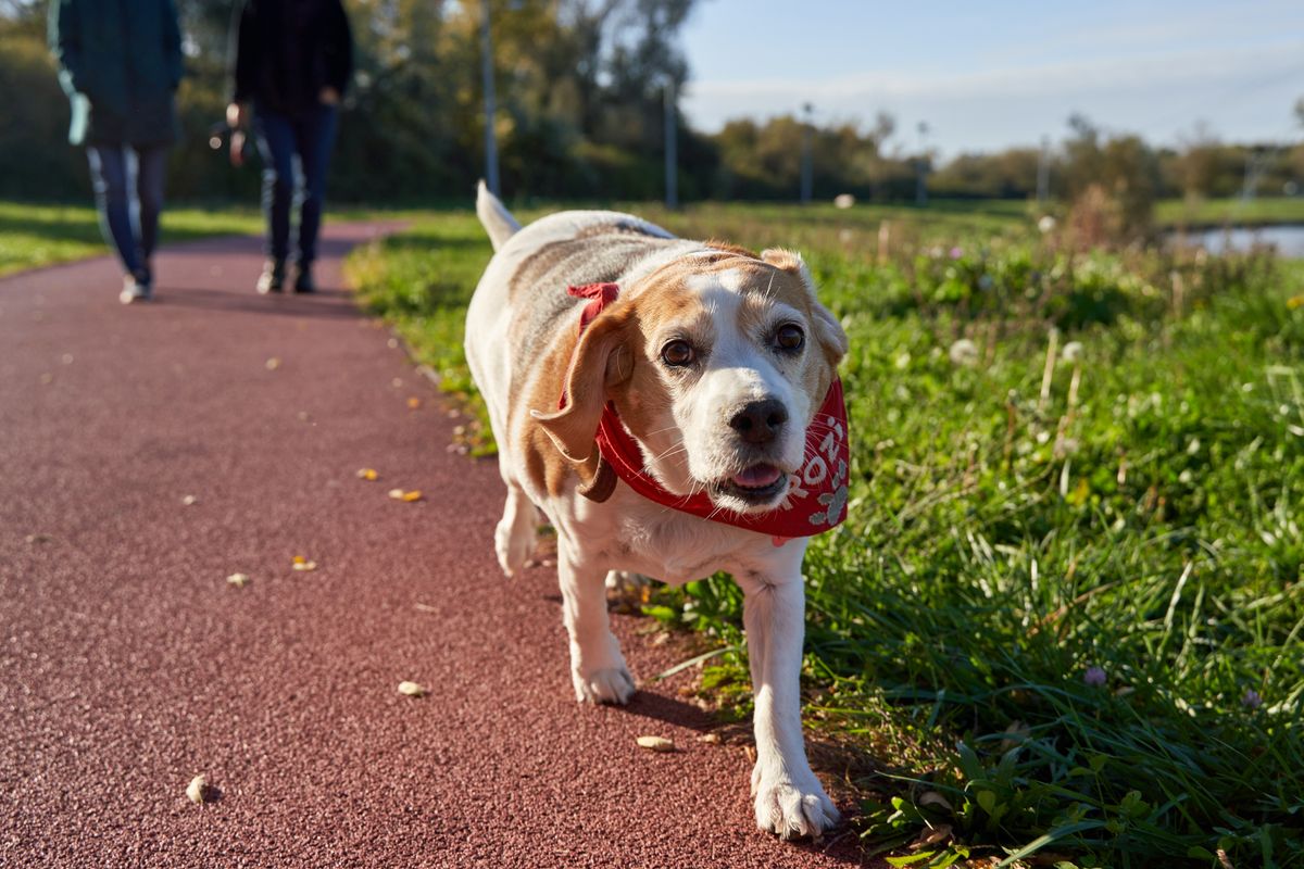Older dog on a gentle walk in a park with owner