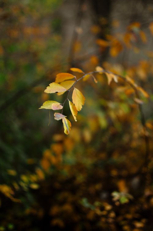 Free Captivating close-up of vibrant autumn leaves in a serene Łódź park setting. Stock Photo