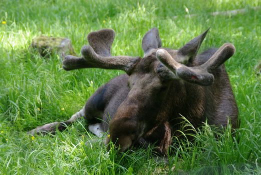 A moose with velvety antlers resting peacefully in a green forest clearing.