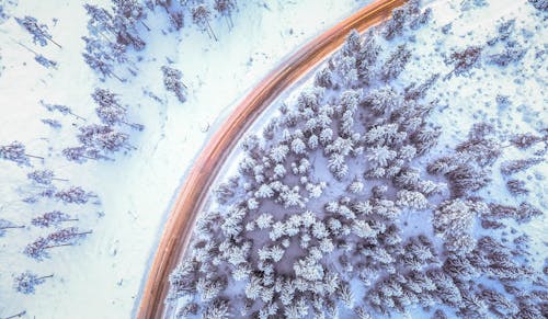 Aerial Photography of Pine Trees