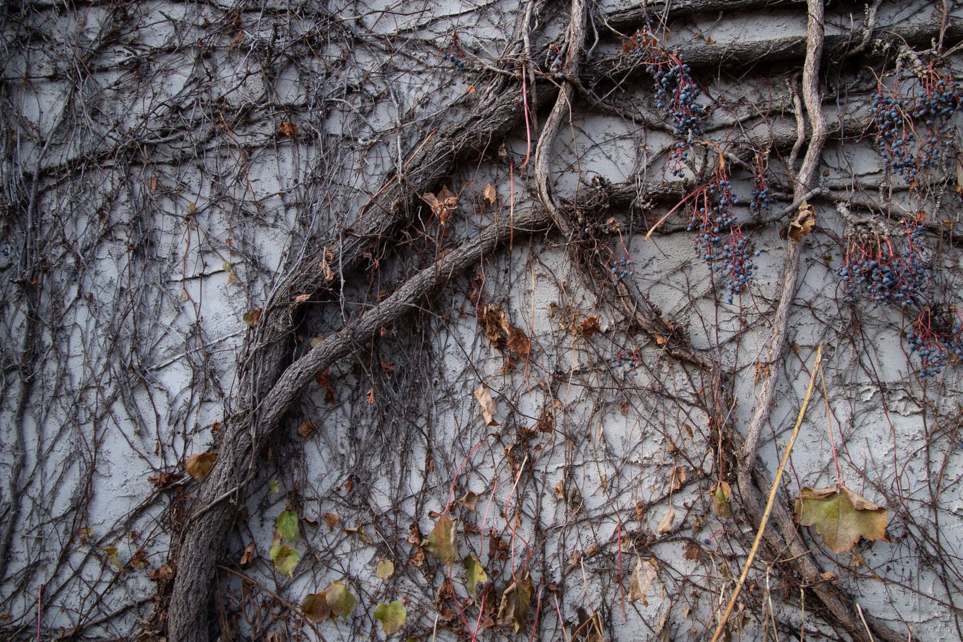 A textured wall covered with dried vines and berries, capturing the essence of autumn.