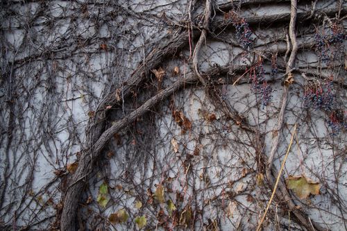 Free A textured wall covered with dried vines and berries, capturing the essence of autumn. Stock Photo