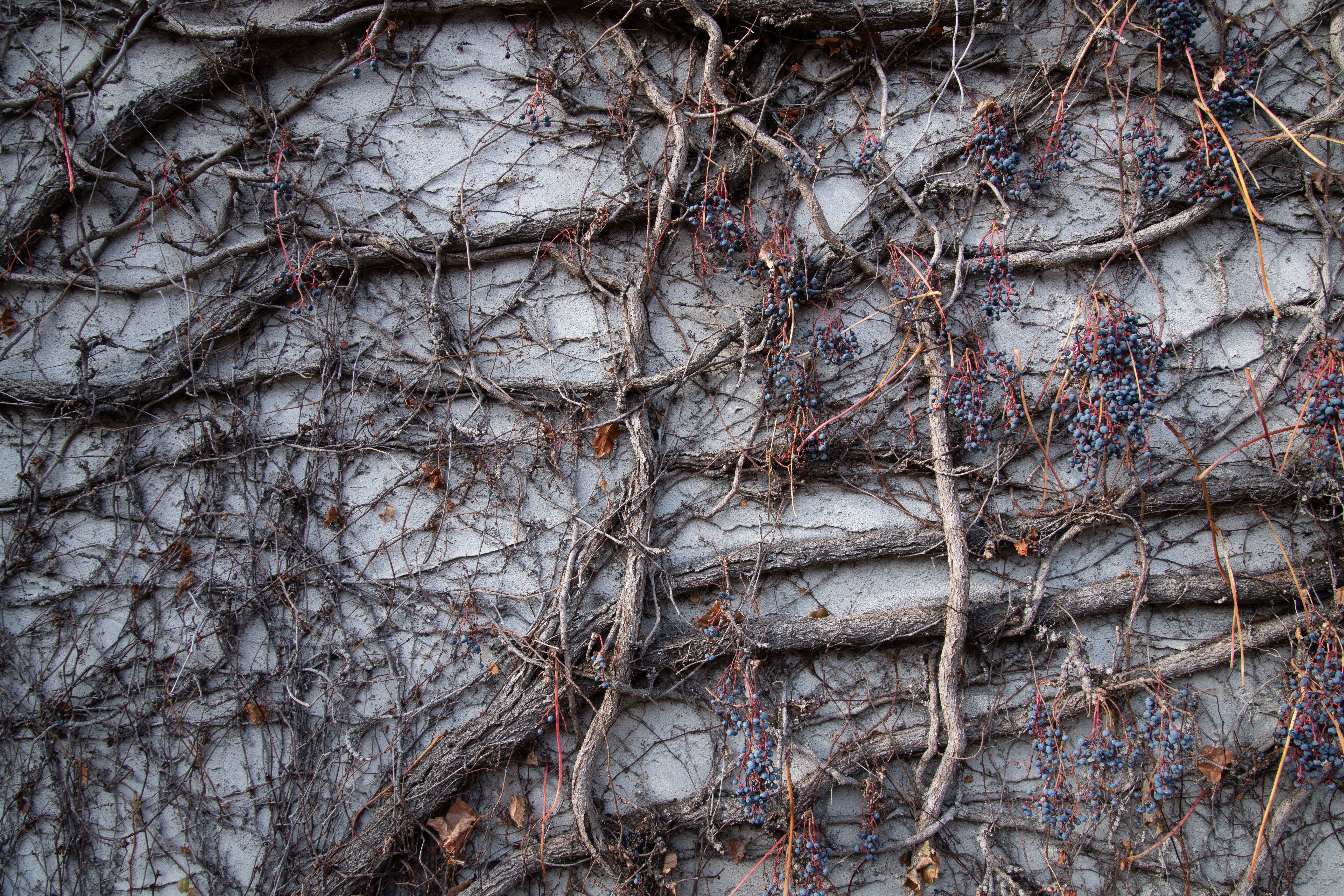 A detailed view of intertwining dried vines with berries on a concrete wall.