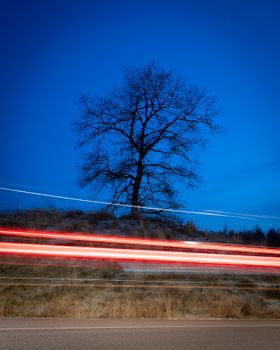 A silhouetted tree at twilight with vibrant car light trails, creating a dynamic effect.