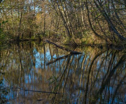 Peaceful autumn reflections on a pond in Sartirana, Lombardia, Italy.