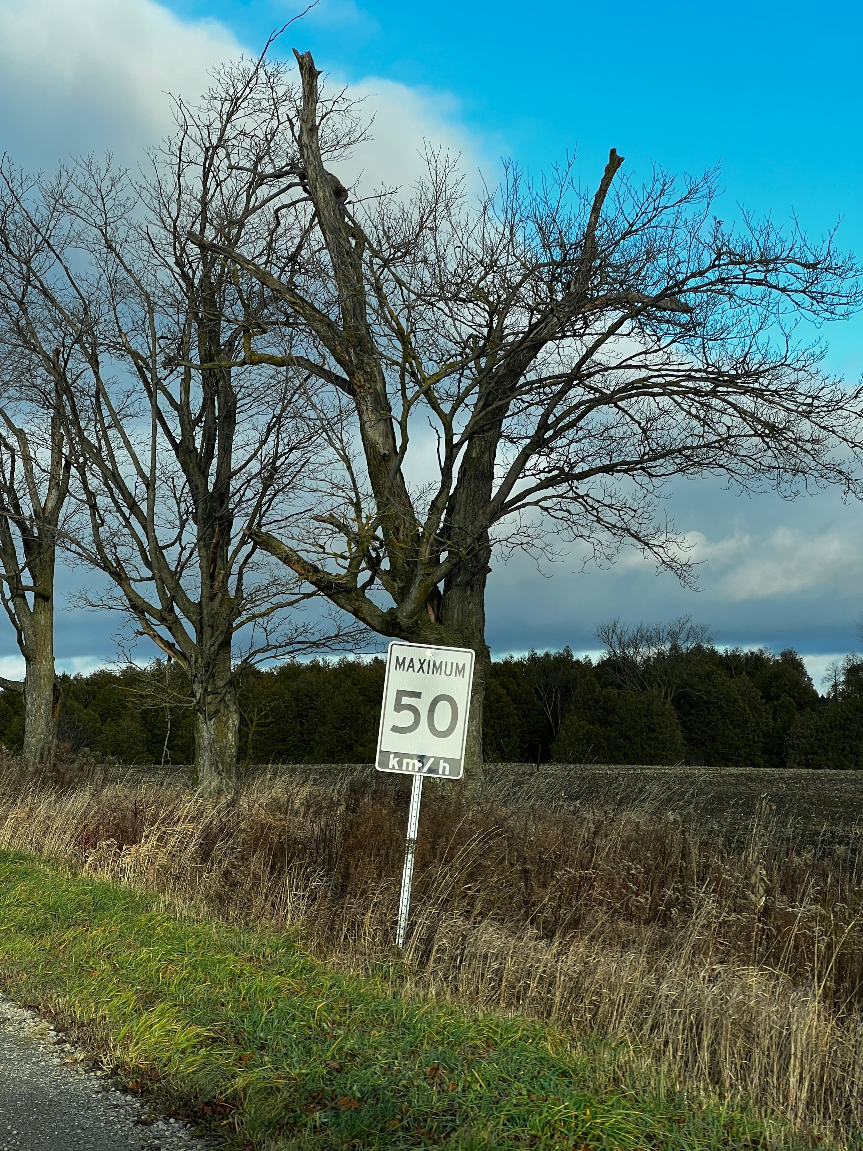 Rural Road with Speed Limit Sign and Bare Trees · Free Stock Photo