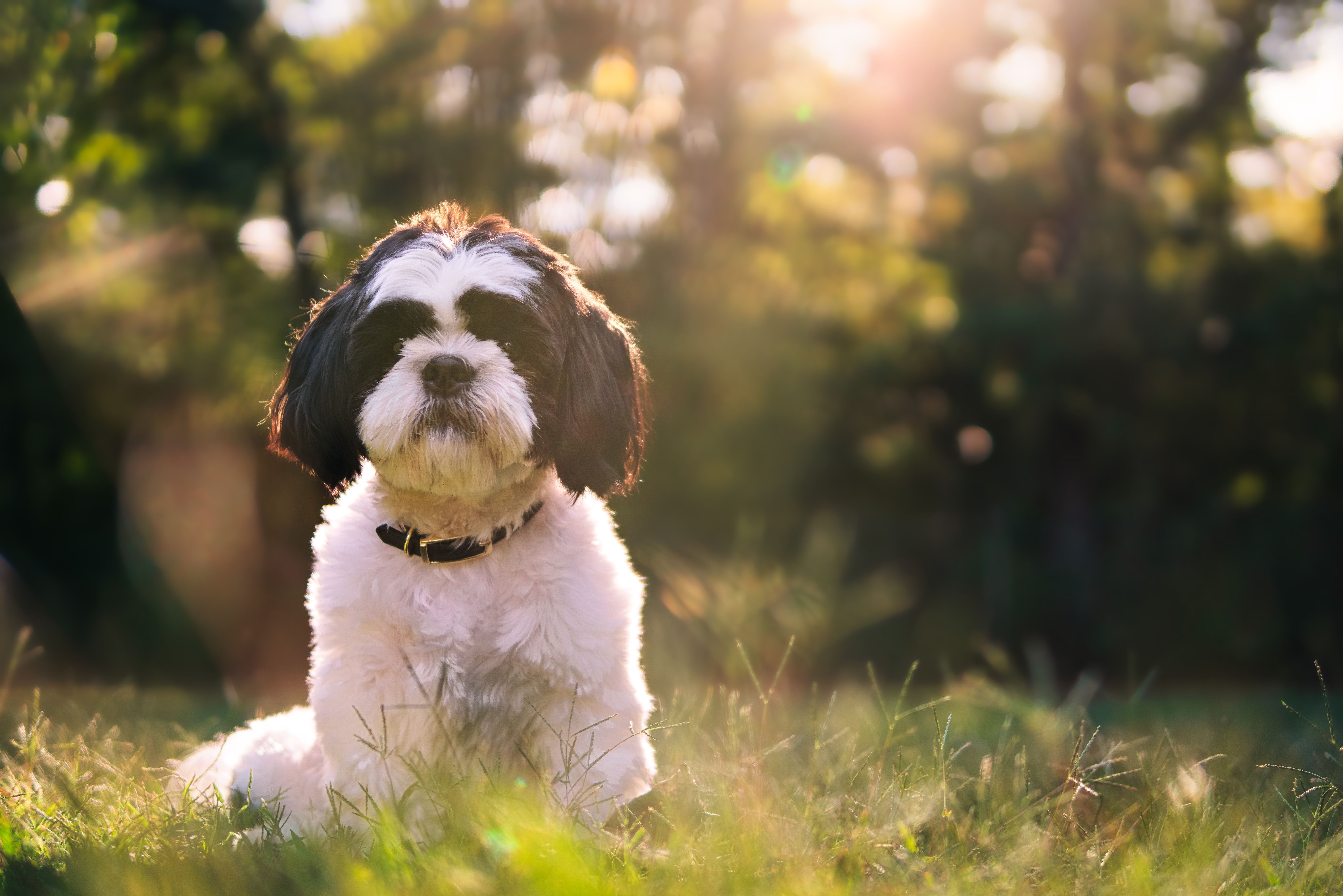 pet insurance pet finance and insurance — Photo by Joey Kyber on Pexels