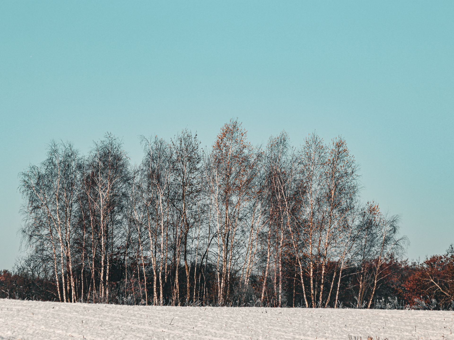 A serene view of birch trees in winter with a pale blue sky, capturing the essence of nature's simplicity.