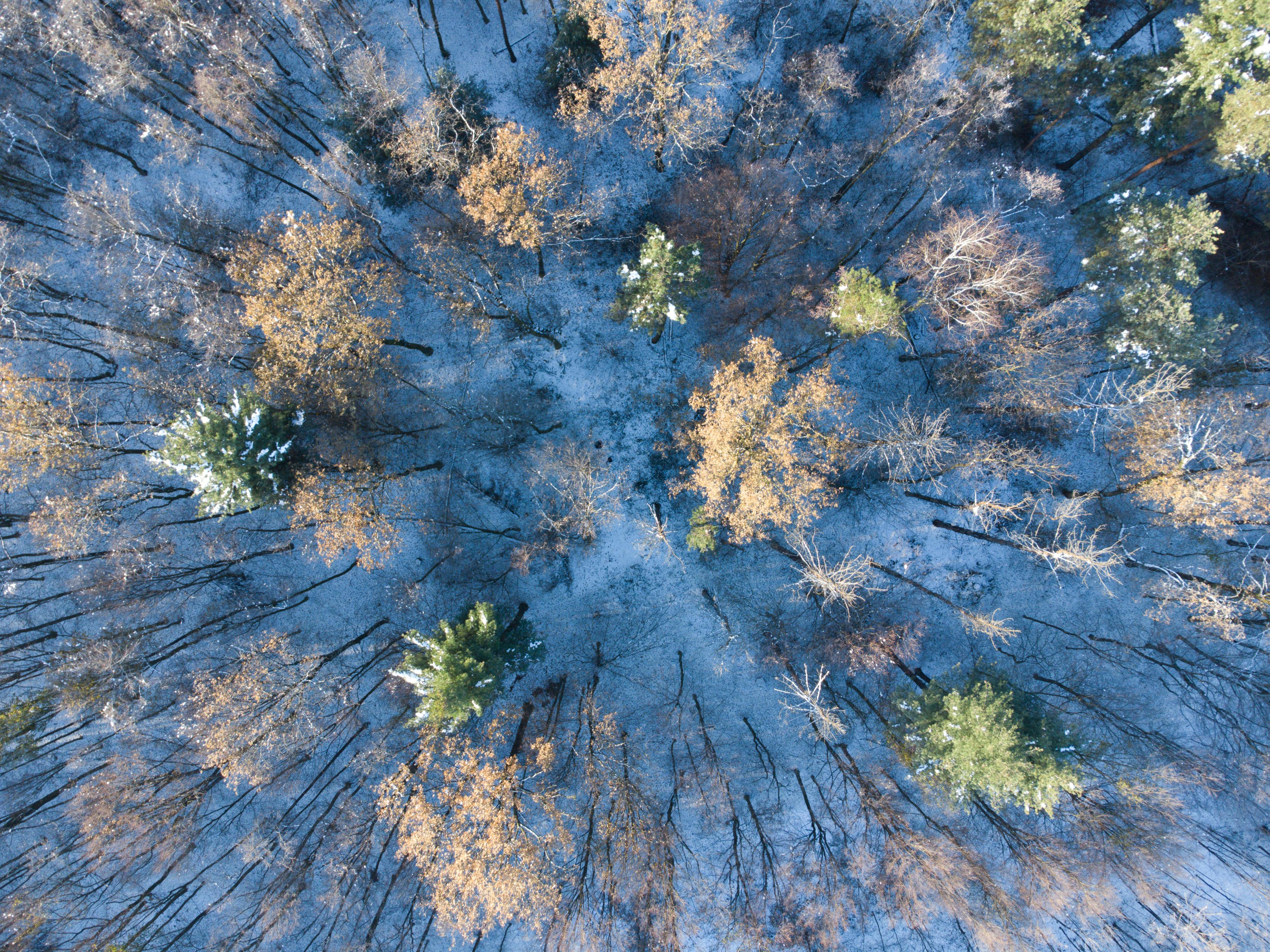 A breathtaking aerial shot of a forest blanketed in snow, highlighting winter