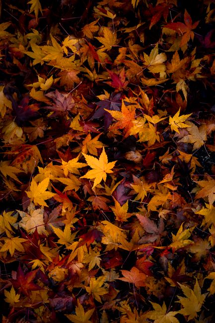 Colorful autumn leaves captured in Wenatchee, Washington. A vivid display of fall foliage.