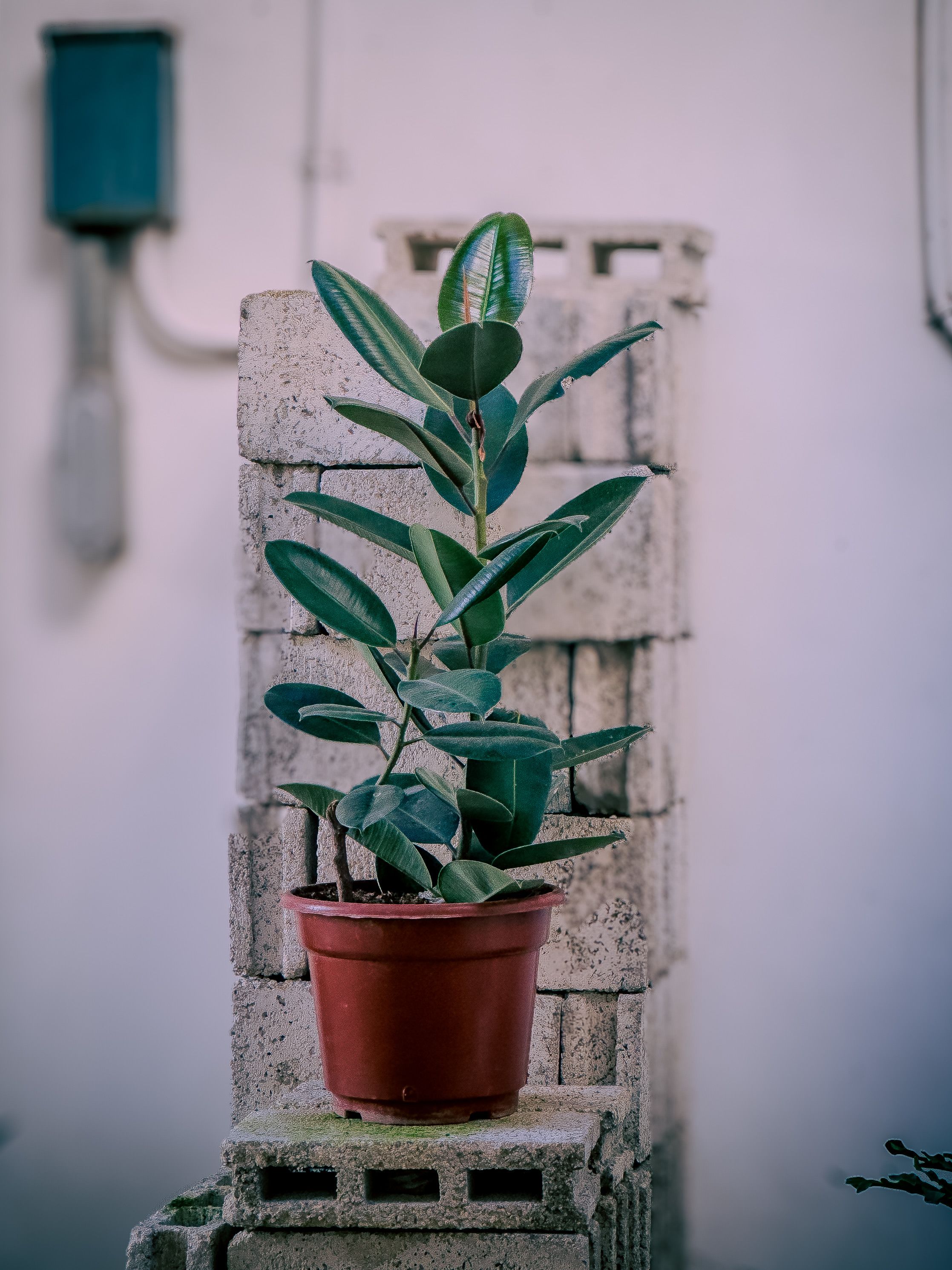 Indoor rubber plant with green leaves in a pot placed on a brick wall, offering a minimalist decor vibe.