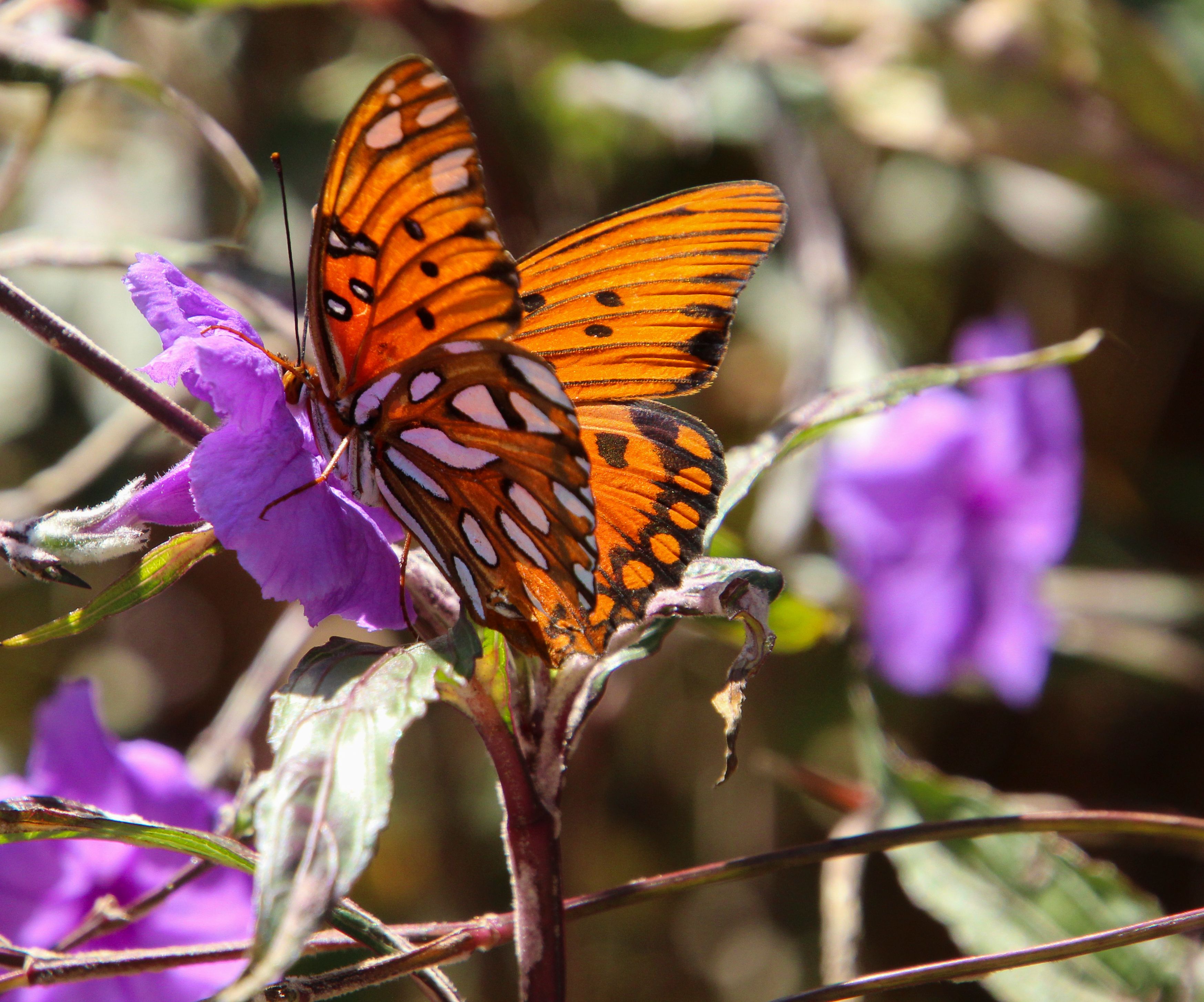 Vibrant Monarch Butterfly on Purple Flower · Free Stock Photo