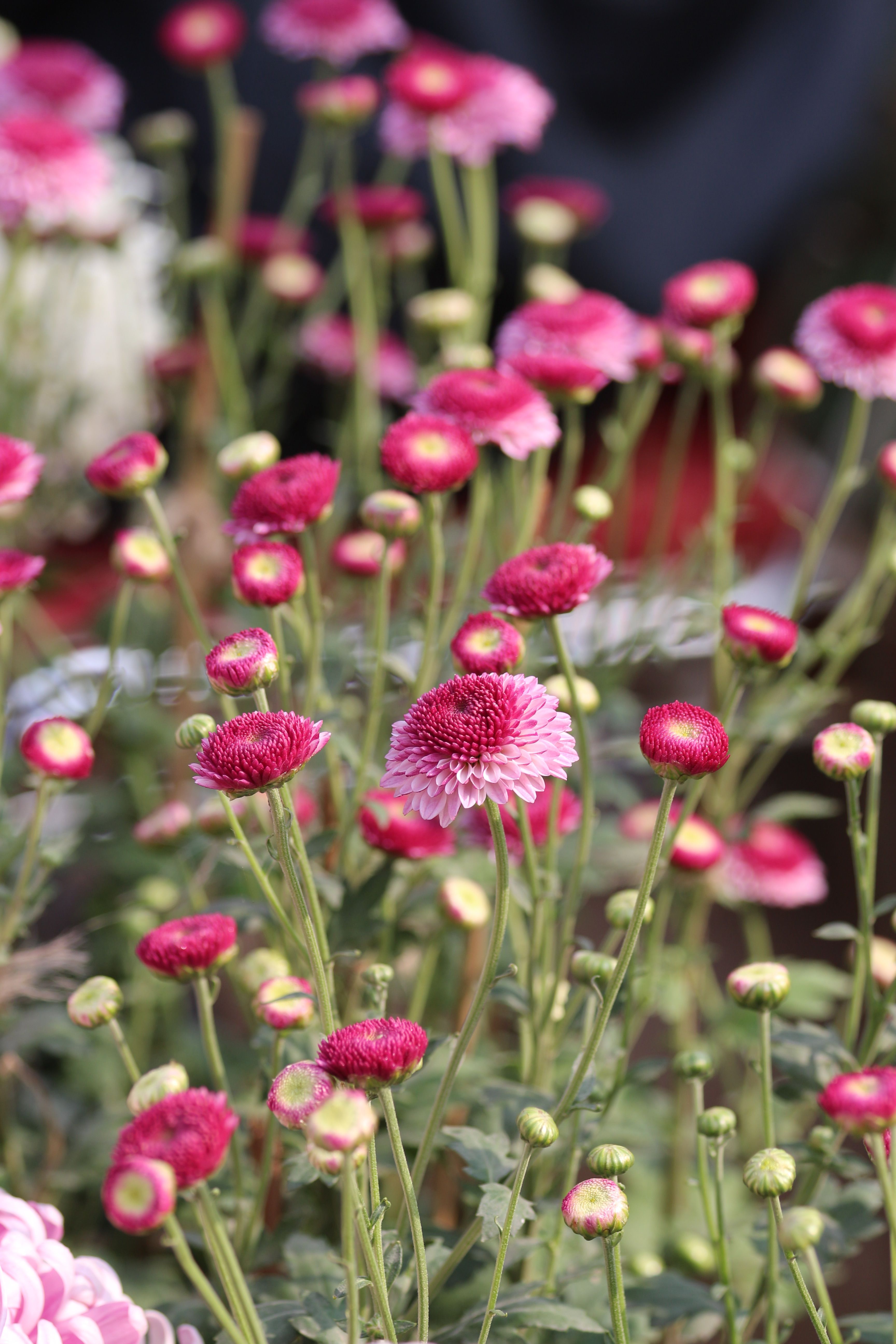 [ColoSach]-a-beautiful-collection-of-pink-and-white-chrysanthemums-in-full-bloom-outdoors.