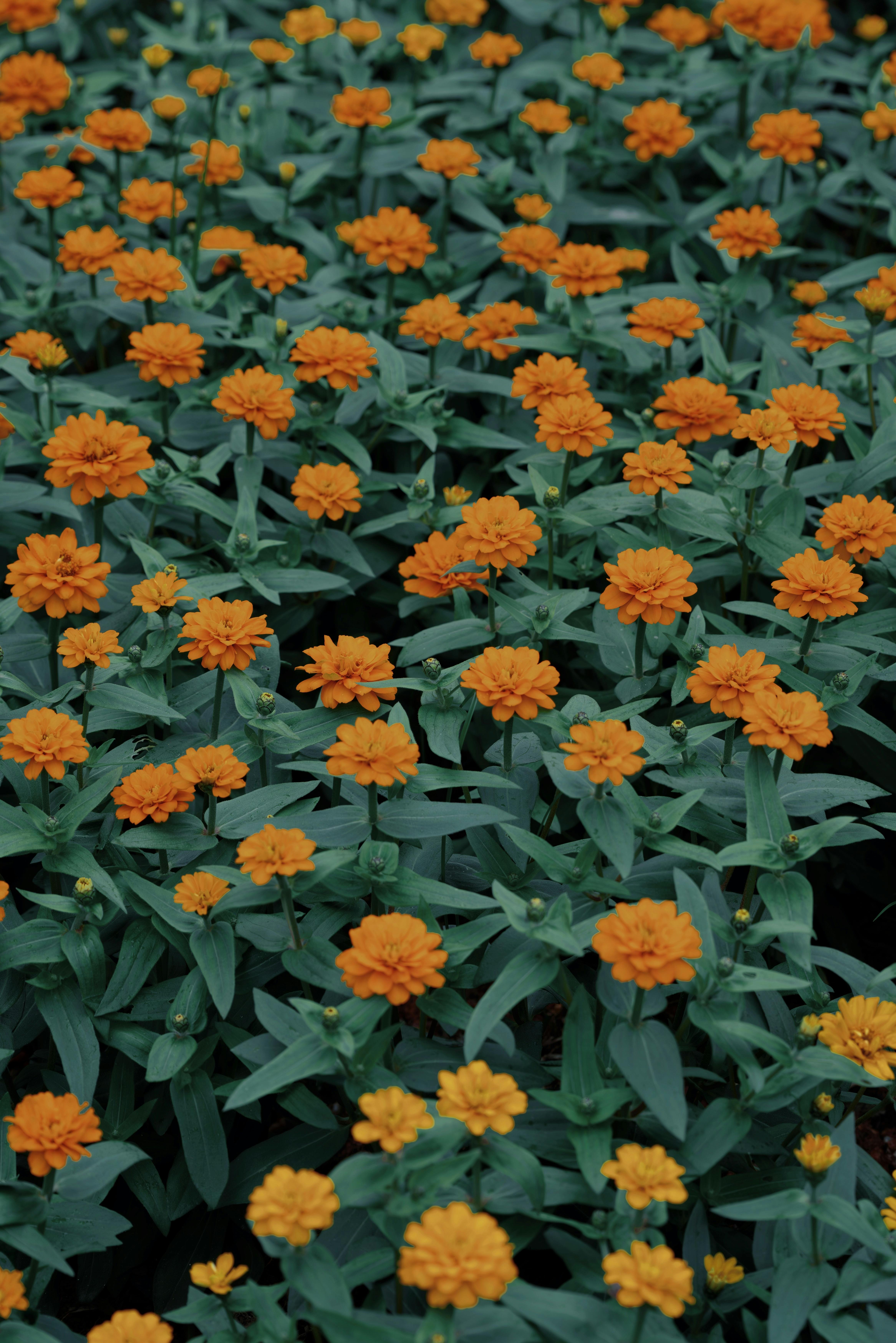 Bright orange marigold flowers creating a vivid and lush floral pattern.