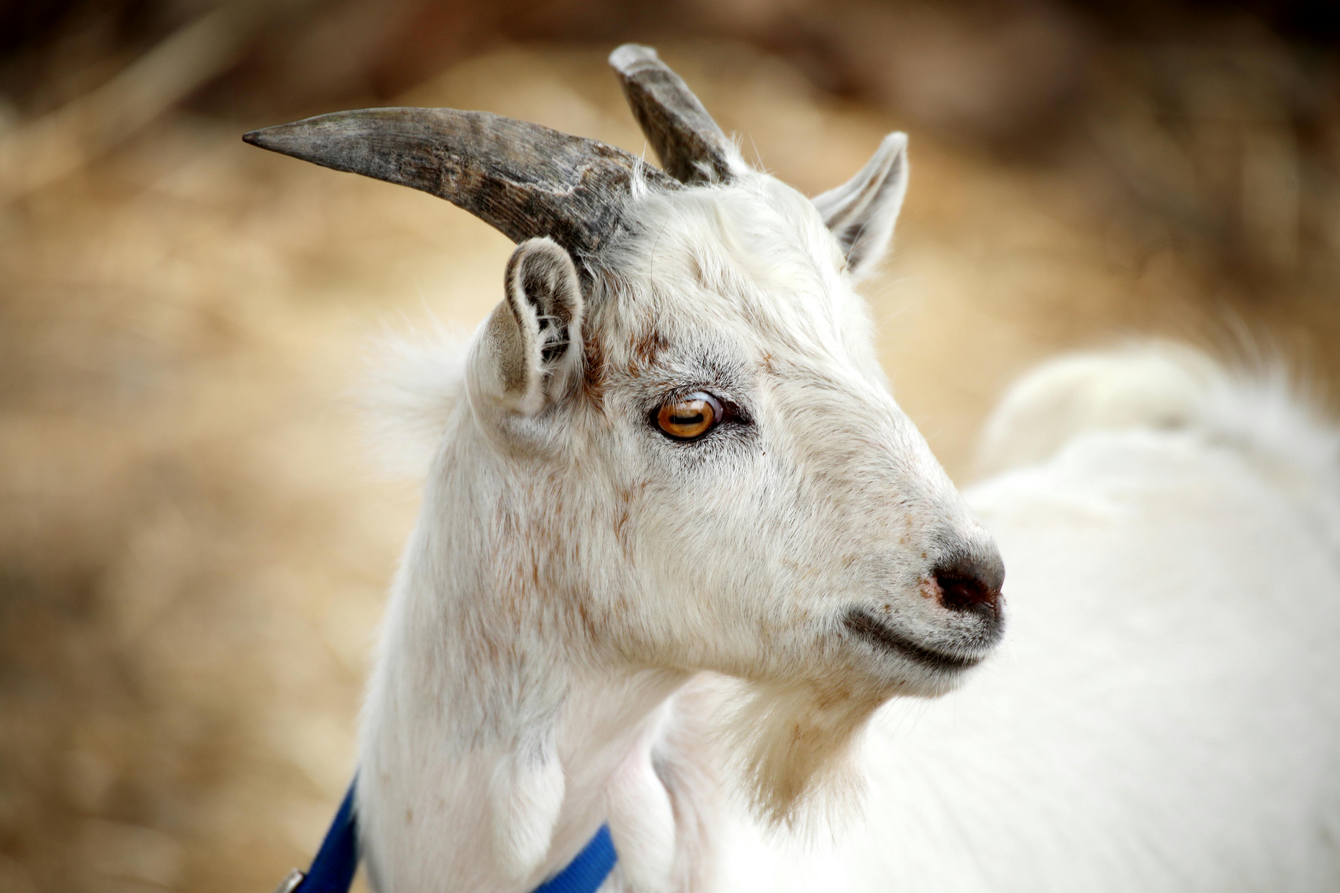 Gratuit Gros plan d'une chèvre blanche avec des cornes dans un cadre naturel, Victoria, Australie. Photos