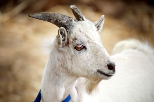 Free Close-up of a white goat with horns in a natural setting, Victoria, Australia. Stock Photo