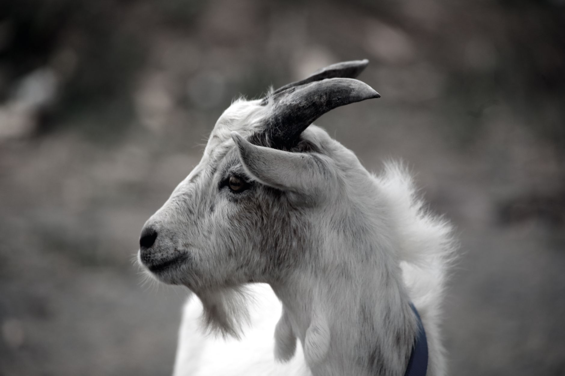 Veterinary care for a goat