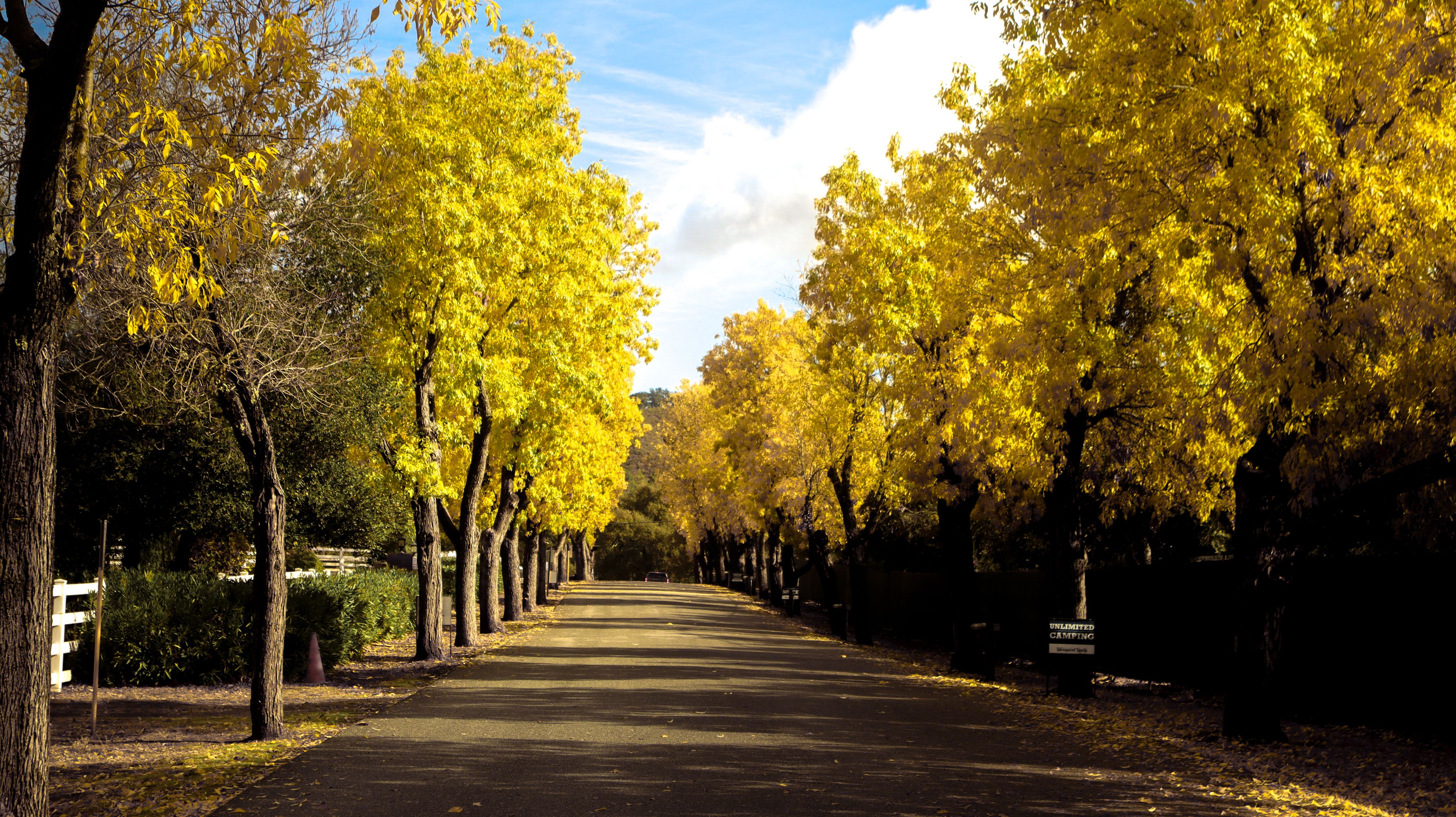 Scenic Autumn Pathway with Vibrant Yellow Foliage · Free Stock Photo
