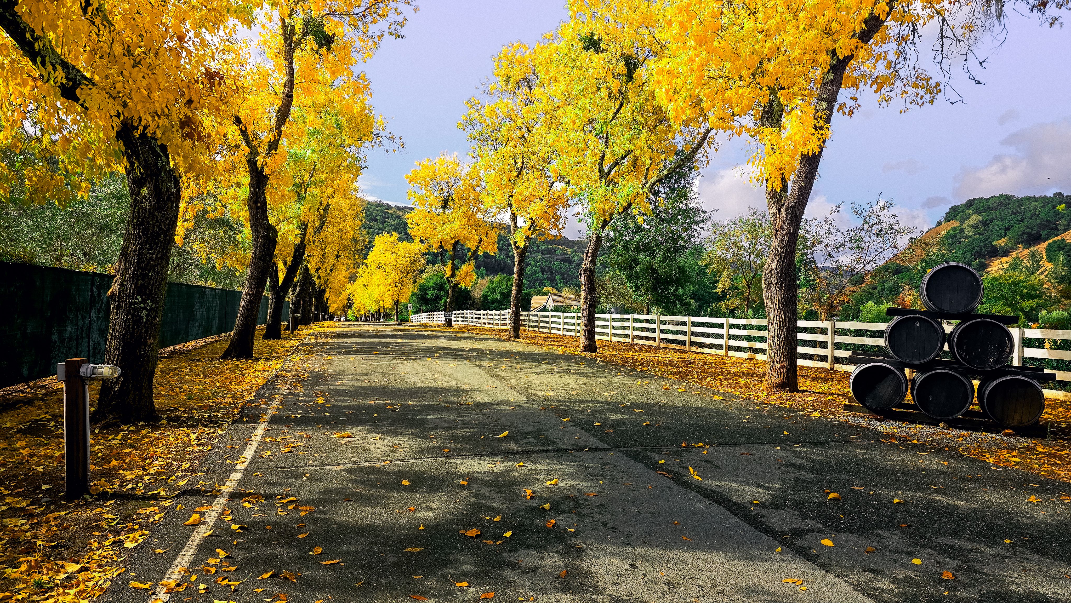Scenic Autumn Road with Vibrant Yellow Trees · Free Stock Photo