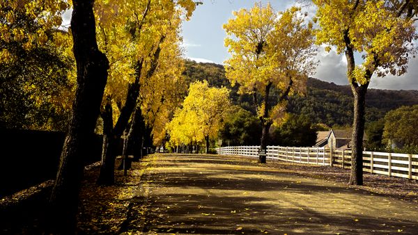 A country road lined with yellow autumn trees — Dudubangbang Travel on Pexels