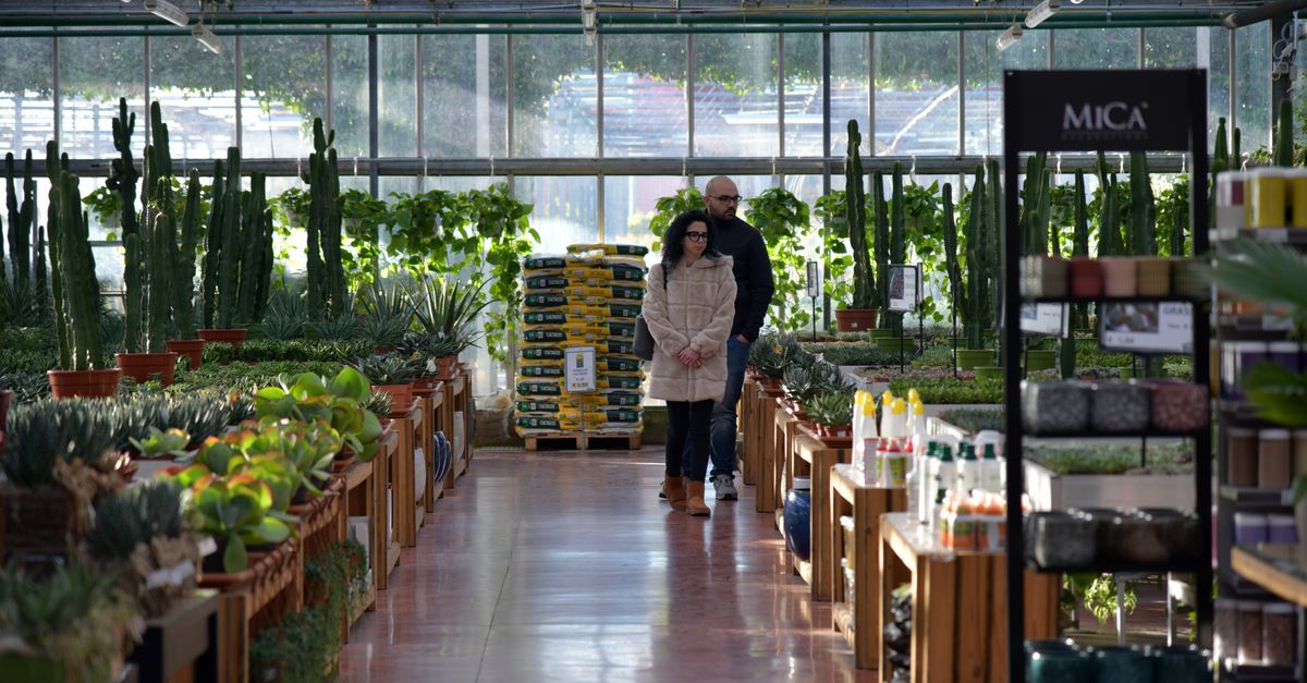 Amplia tus conocimientos sobre plantas trepadoras