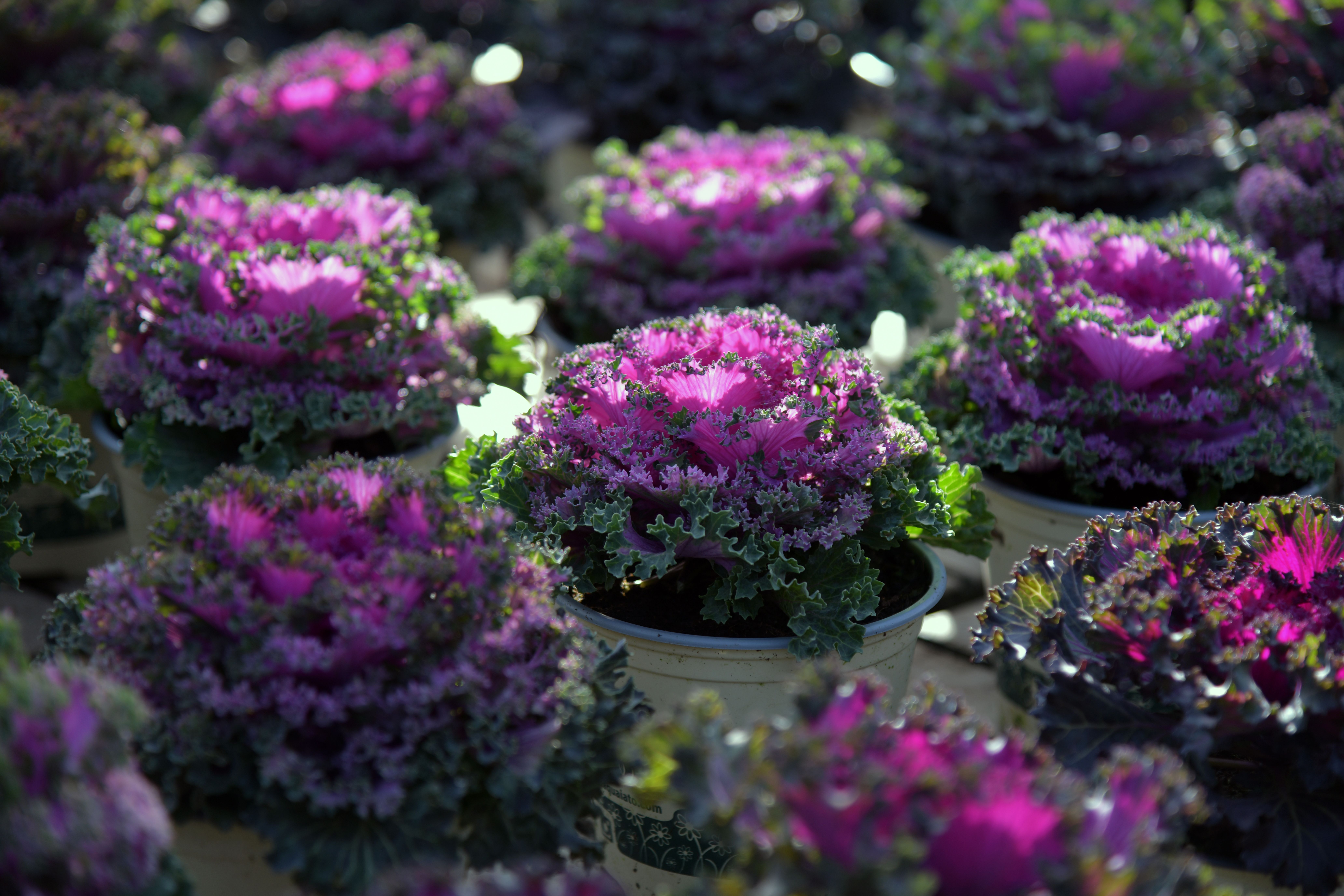 Rows of colorful ornamental cabbages in pots, showcasing vivid purple hues and lush green leaves.