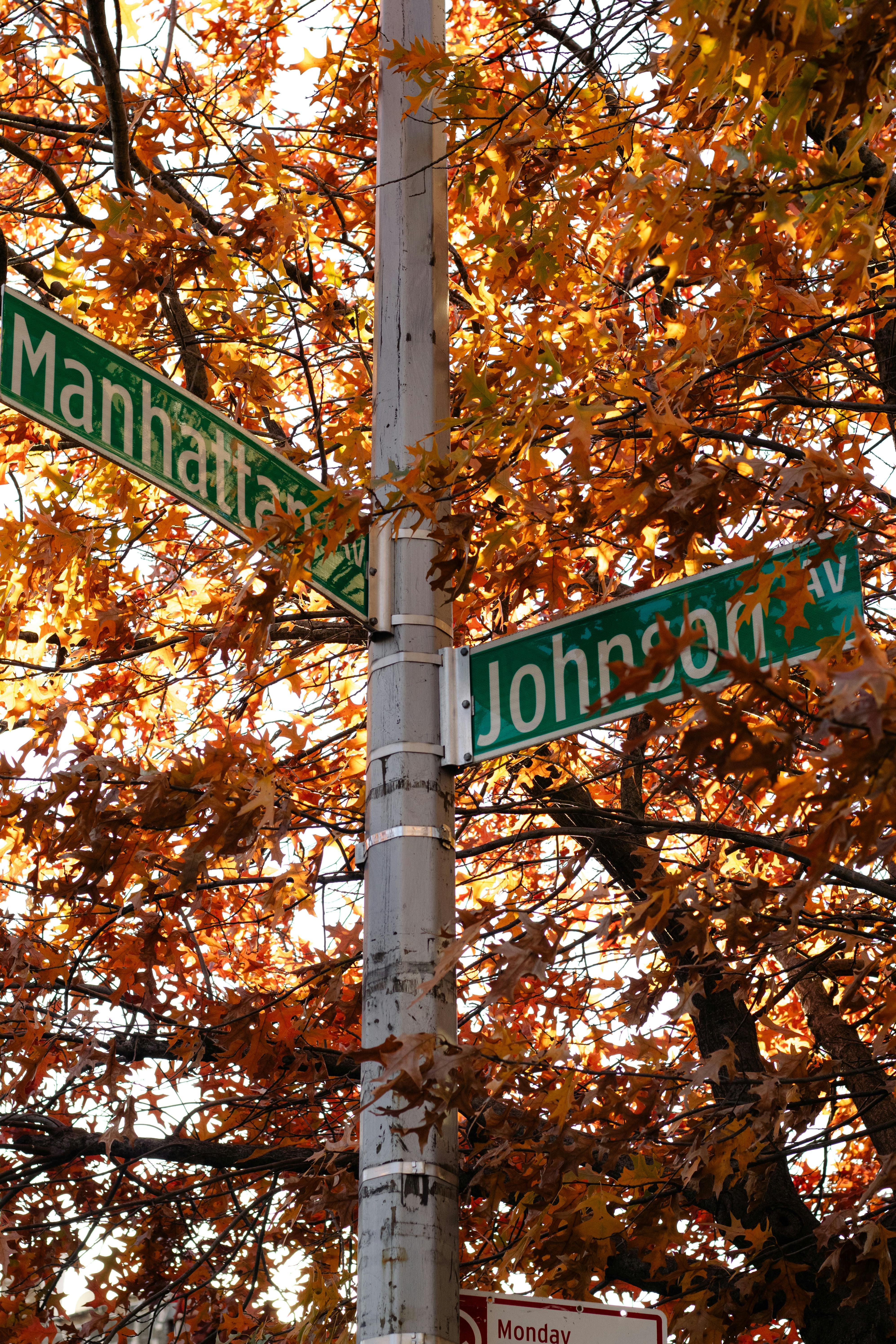 Street signs in vibrant autumn foliage, with sunlight filtering through the leaves.