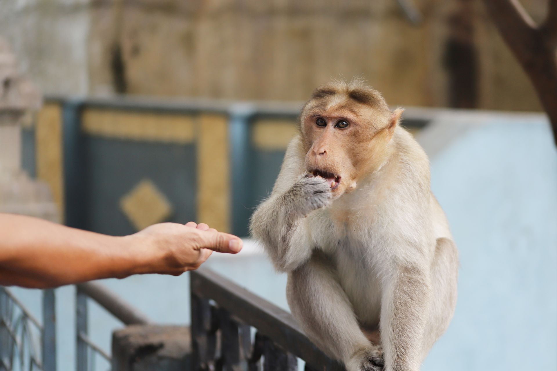 A monkey being fed by a human hand in an urban environment.