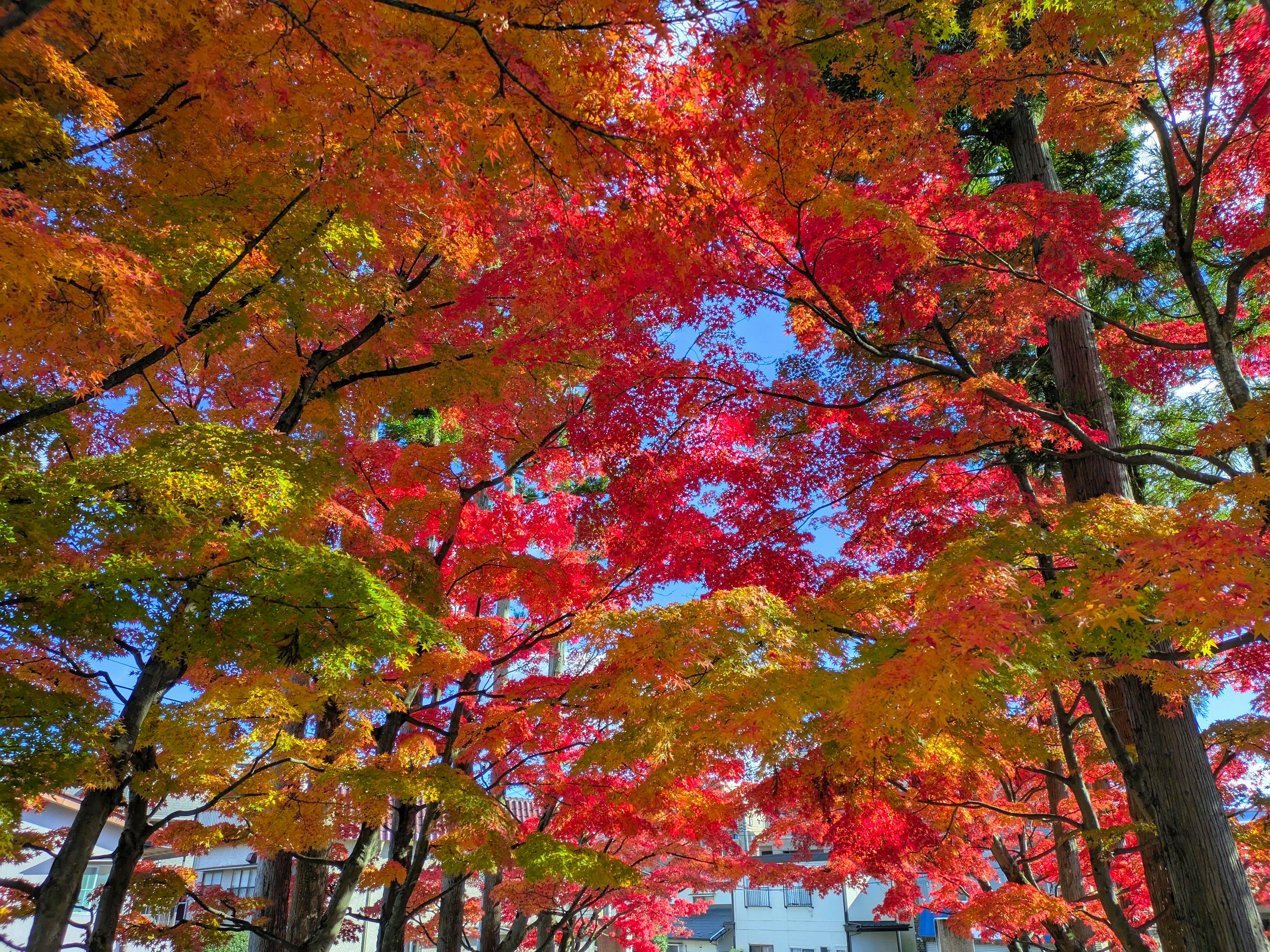 Colorful autumn leaves in Sendai, Japan, showcasing vibrant red and orange hues.