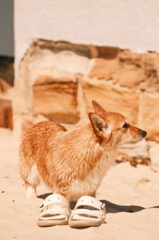 Cute corgi dog wearing sandals on a sunny beach day. Perfect for pet and summer themes.